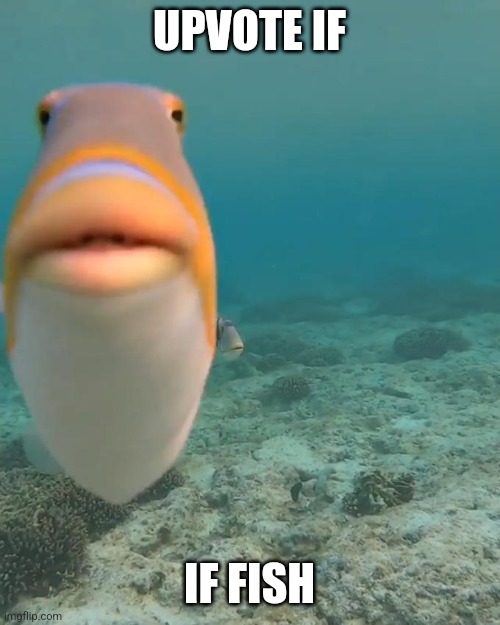 staring fish | UPVOTE IF; IF FISH | image tagged in staring fish | made w/ Imgflip meme maker