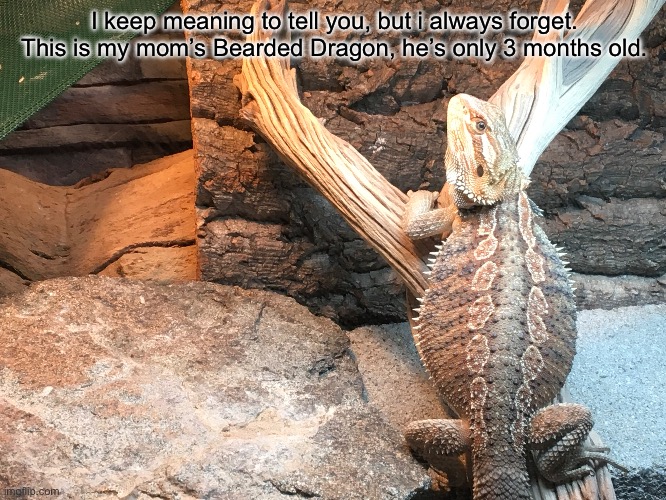 His name is Todoroki (like Shoto Todoroki from My Hero), and he’s cool | I keep meaning to tell you, but i always forget. This is my mom’s Bearded Dragon, he’s only 3 months old. | made w/ Imgflip meme maker