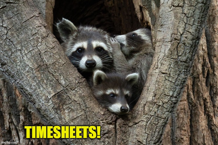 Raccoon TImesheet reminder | TIMESHEETS! | image tagged in raccoon timesheet reminder,timesheet reminder,timesheet meme,meme,raccoons | made w/ Imgflip meme maker