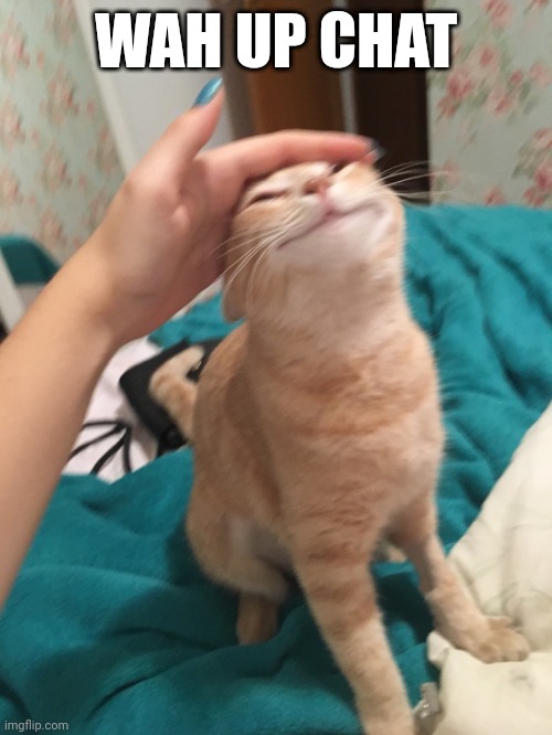 :3 | WAH UP CHAT | image tagged in cat pat | made w/ Imgflip meme maker