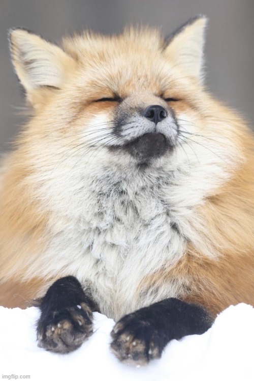 Floofy Fomx | image tagged in fox,red fox,fomx,red fomx,floofy,floofy time | made w/ Imgflip meme maker