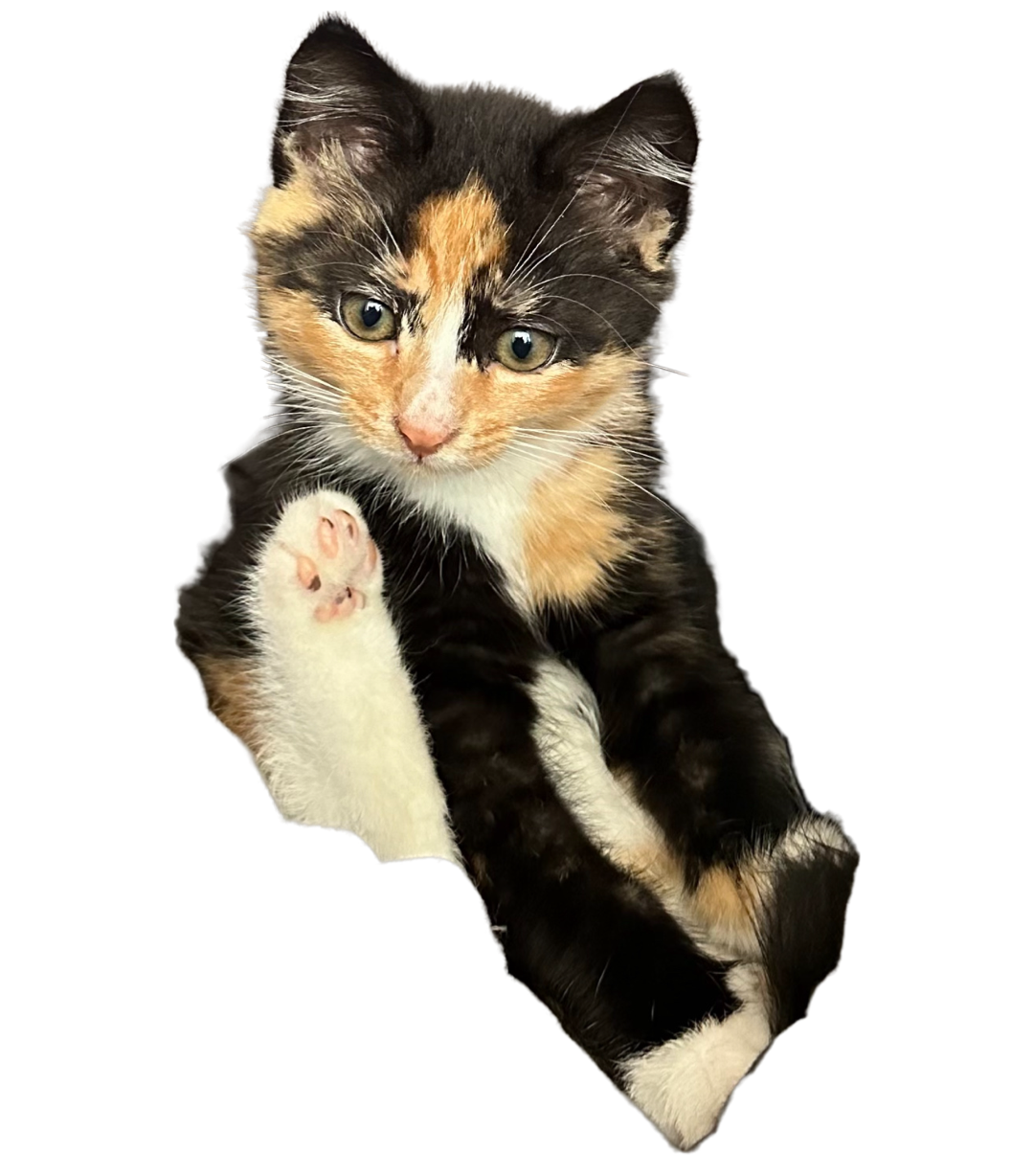 Fynny kitten Blank Meme Template