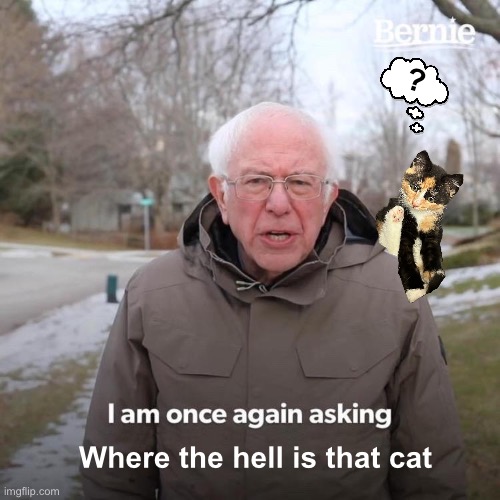 Where the hell is that cat | ? Where the hell is that cat | image tagged in memes,bernie i am once again asking for your support,where the hell is that cat,cat,kitten,bernies cat | made w/ Imgflip meme maker