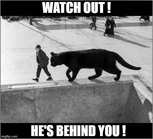 Giant Cat On The Prowl ! | WATCH OUT ! HE'S BEHIND YOU ! | image tagged in cats,behind you,optical illusion | made w/ Imgflip meme maker