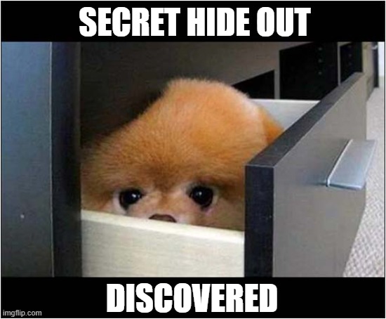 How Did He Get In There ? | SECRET HIDE OUT; DISCOVERED | image tagged in dogs,hiding place,discovered | made w/ Imgflip meme maker