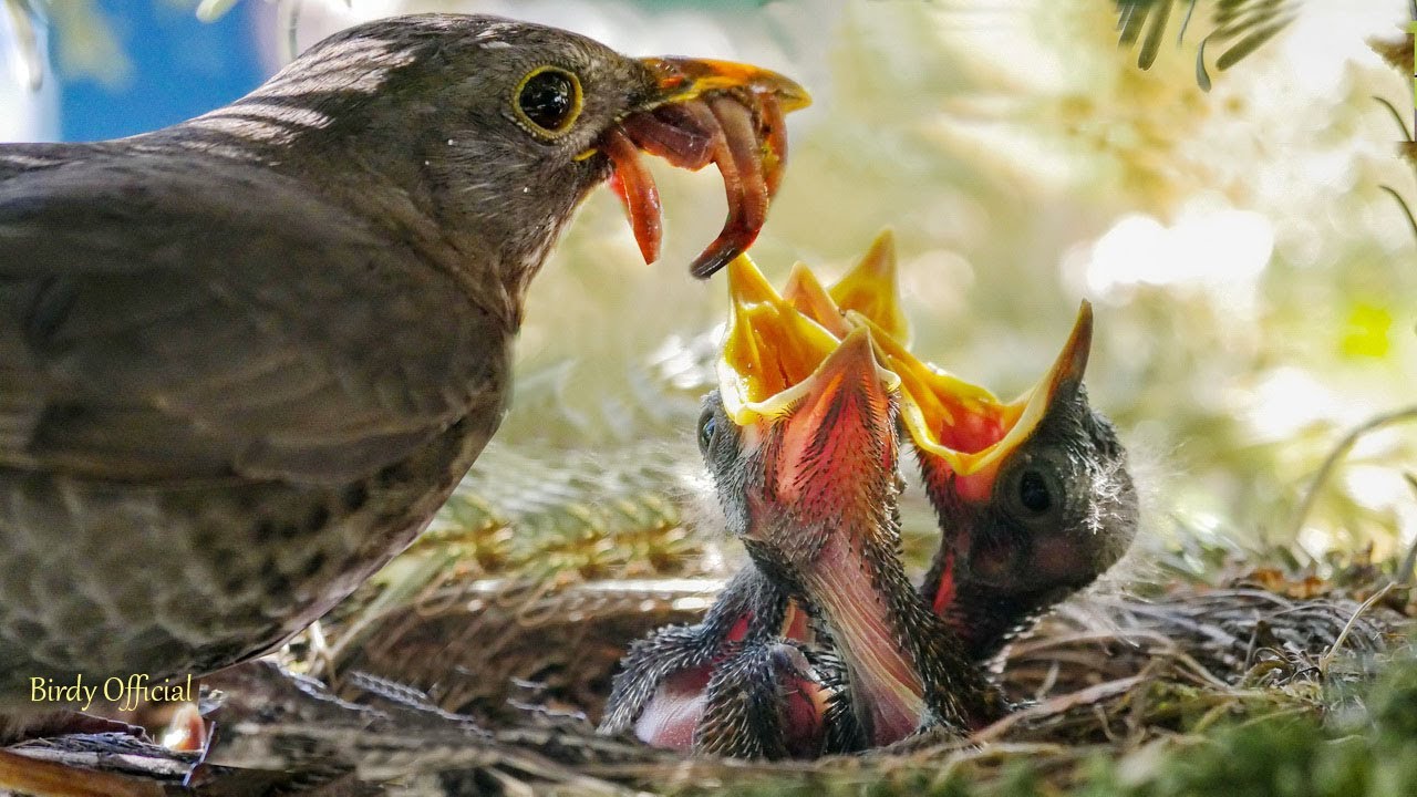 mama bird feeding young Blank Meme Template