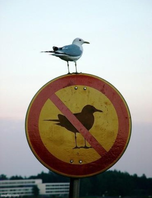 Seagull on top of "no seagull" sign | image tagged in seagull on top of no seagull sign | made w/ Imgflip meme maker