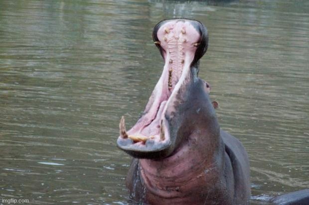 image tagged in hippo mouth open | made w/ Imgflip meme maker