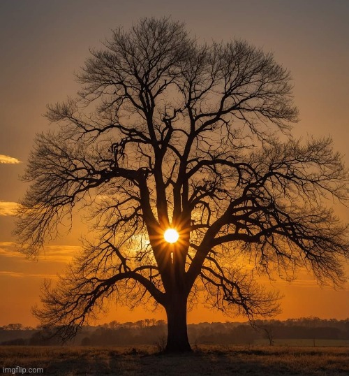 Sunset tree | image tagged in sunset,trees,awesome,photography | made w/ Imgflip meme maker