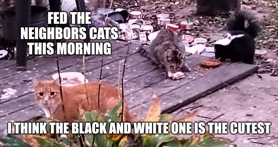 Messy Little Buggers | FED THE NEIGHBORS CATS THIS MORNING; I THINK THE BLACK AND WHITE ONE IS THE CUTEST | image tagged in stray cats,cats,skunk,hello kitty,lol,memes | made w/ Imgflip meme maker