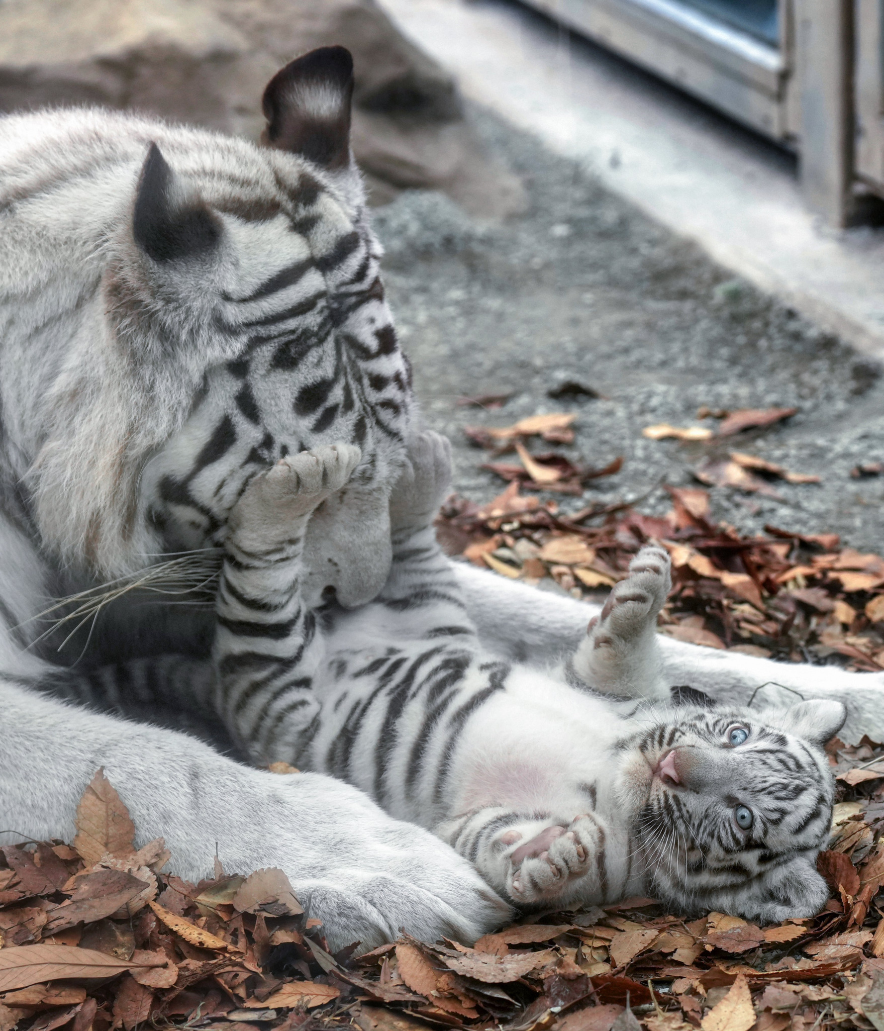 High Quality Baby White Tiger Blank Meme Template