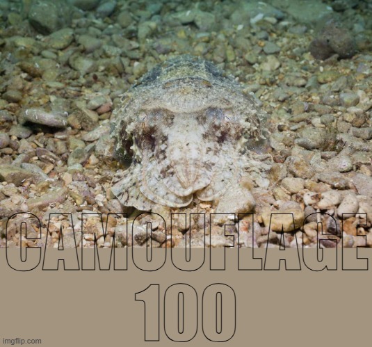 CAMOUFLAGE
100 | made w/ Imgflip meme maker