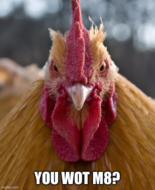 Angry Chicken | YOU WOT M8? | image tagged in angry chicken | made w/ Imgflip meme maker