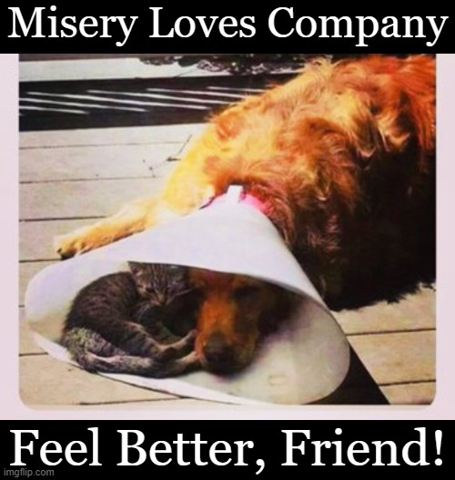 FRENS | Misery Loves Company; Feel Better, Friend! | image tagged in misery loves company,cat,dog,healing,wholesome content,feel better | made w/ Imgflip meme maker