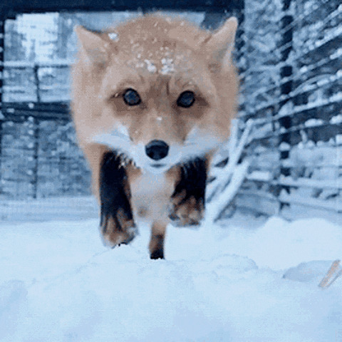 Fox pounce gif Blank Meme Template