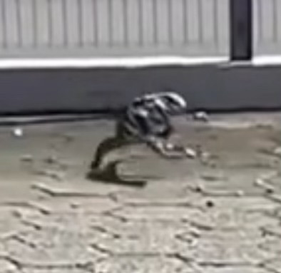 Lagarto putaço Blank Meme Template