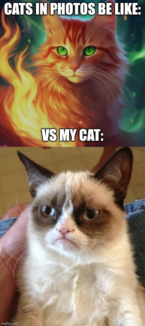 CATS IN PHOTOS BE LIKE:; VS MY CAT: | image tagged in cat,memes,grumpy cat | made w/ Imgflip meme maker