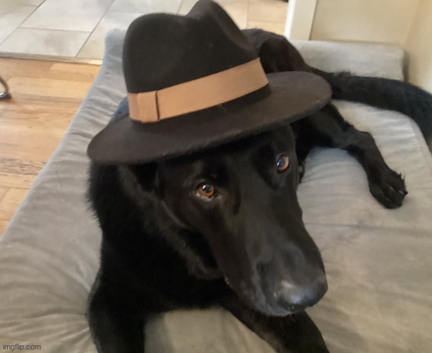 my doggo | made w/ Imgflip meme maker