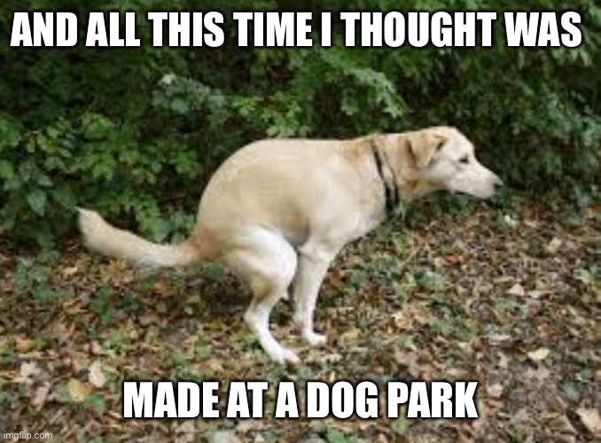 Dog pooping  | AND ALL THIS TIME I THOUGHT WAS MADE AT A DOG PARK | image tagged in dog pooping | made w/ Imgflip meme maker