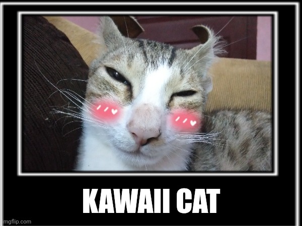 Kawaii Cat | KAWAII CAT | image tagged in cat,kawaii | made w/ Imgflip meme maker