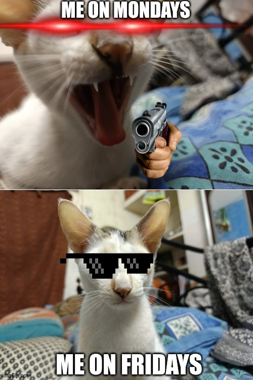 Cat | image tagged in angry cat,chill cat | made w/ Imgflip meme maker