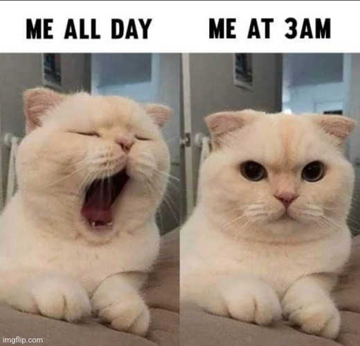 3AM | image tagged in real life,funny memes,funny,cats,yawning,stare | made w/ Imgflip meme maker