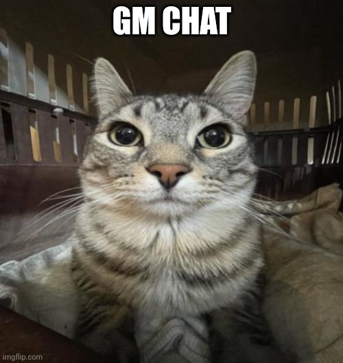 Zazu Staring | GM CHAT | image tagged in zazu staring | made w/ Imgflip meme maker