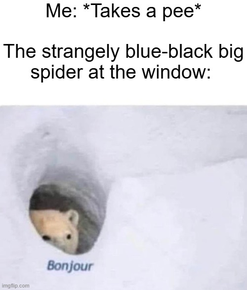 It happened and im freaking scared | Me: *Takes a pee*
 
The strangely blue-black big spider at the window: | image tagged in bonjour,memes | made w/ Imgflip meme maker