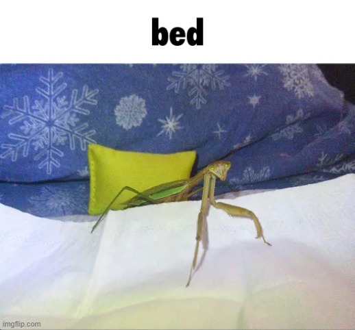 b e d | image tagged in praying mantis,mantis,memes,funny | made w/ Imgflip meme maker