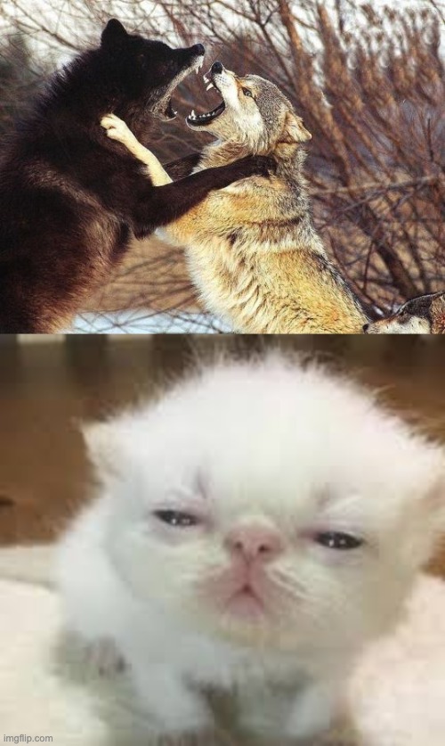 High Quality kitten watching wolves fighting Blank Meme Template