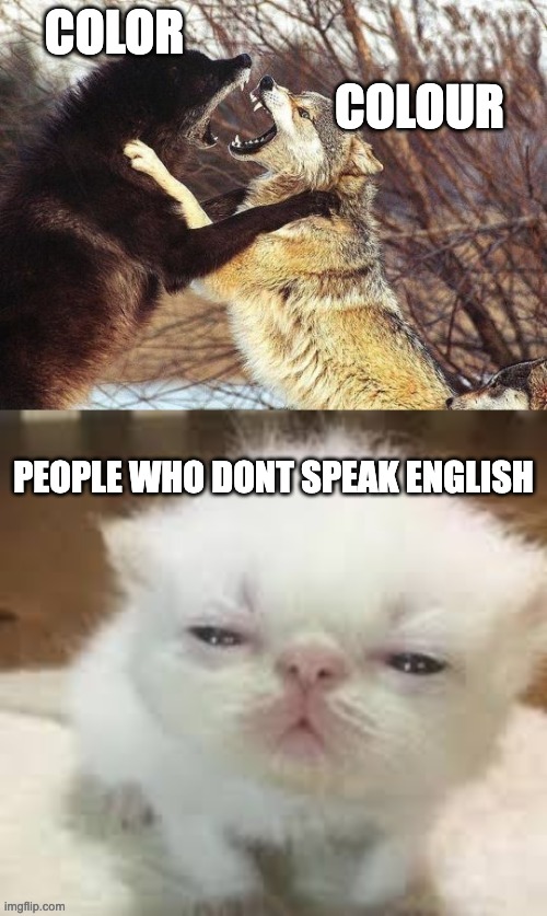 enjoy my new temp! | COLOR; COLOUR; PEOPLE WHO DONT SPEAK ENGLISH | image tagged in kitten watching wolves fighting,tom and jerry swordfight,meme,funny,british,english | made w/ Imgflip meme maker