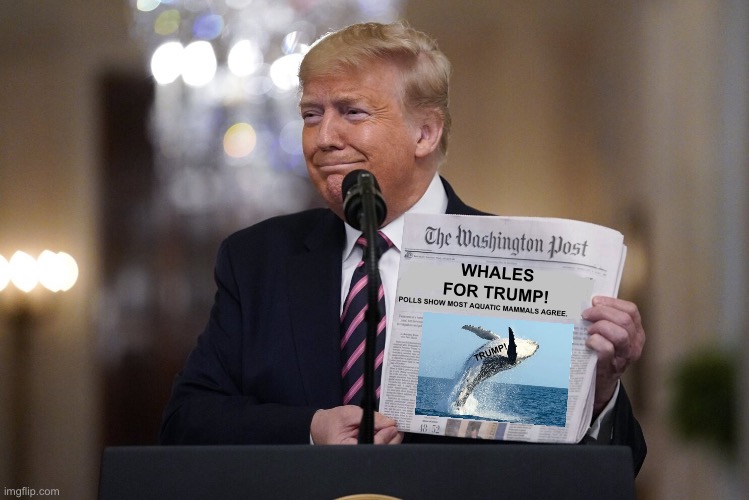 Polls show most aquatic mammals agree… | WHALES FOR TRUMP! POLLS SHOW MOST AQUATIC MAMMALS AGREE. TRUMP! | image tagged in whales for trump | made w/ Imgflip meme maker