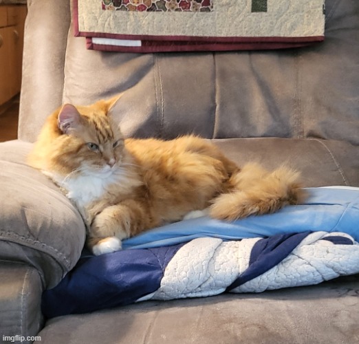 Maine Coon Cat | image tagged in maine coon cat,little boy,cat | made w/ Imgflip meme maker