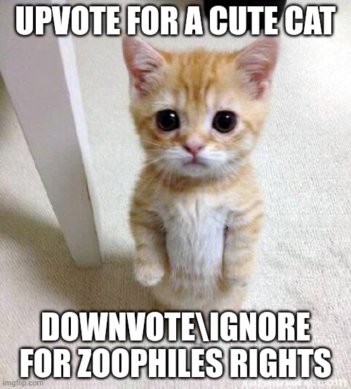 Cute Cat | UPVOTE FOR A CUTE CAT; DOWNVOTE\IGNORE FOR ZOOPHILES RIGHTS | image tagged in memes,cute cat | made w/ Imgflip meme maker