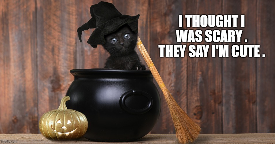 memes by Brad - The Halloween cat is cute, not scary. | I THOUGHT I WAS SCARY . THEY SAY I'M CUTE . | image tagged in cats,kitten,cute kittens,halloween,black cat,funny | made w/ Imgflip meme maker