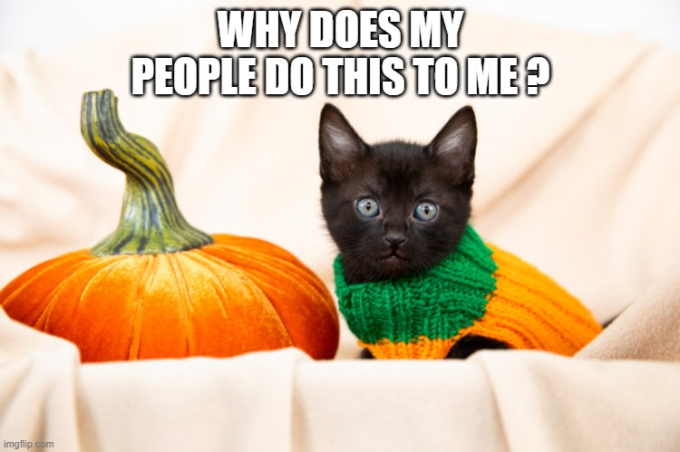 memes by Brad - Black Halloween cat doesn't like how her owner dressed her | WHY DOES MY PEOPLE DO THIS TO ME ? | image tagged in funny,cats,kittens,halloween,black cat,halloween costume | made w/ Imgflip meme maker