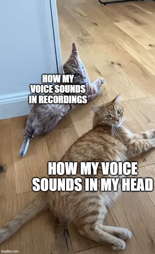 Real | HOW MY VOICE SOUNDS IN RECORDINGS; HOW MY VOICE SOUNDS IN MY HEAD | image tagged in kurt lying next to a pillow of himself,memes,funny,cats,comparison | made w/ Imgflip meme maker