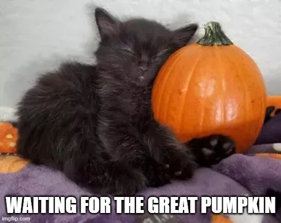 memes by Brad - My cute kitten is waiting for the Great Pumpkin - humor | WAITING FOR THE GREAT PUMPKIN | image tagged in cats,cute,halloween,black cat,kitten,funny | made w/ Imgflip meme maker