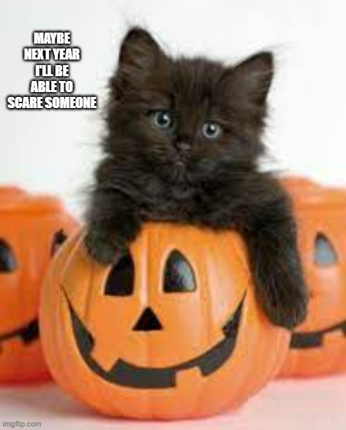 memes by Brad - Black kitten want to scare someone .... next year | MAYBE NEXT YEAR I'LL BE ABLE TO SCARE SOMEONE | image tagged in funny,cats,kitten,black cat,halloween,humor | made w/ Imgflip meme maker