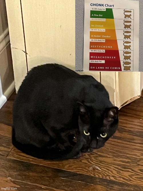 My child came home today and I wish to know where she lies on the chonk chart | image tagged in e | made w/ Imgflip meme maker