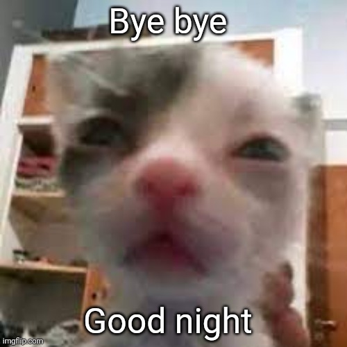 Going to edge to everyone who comments | Bye bye; Good night | image tagged in cat lightskin stare | made w/ Imgflip meme maker