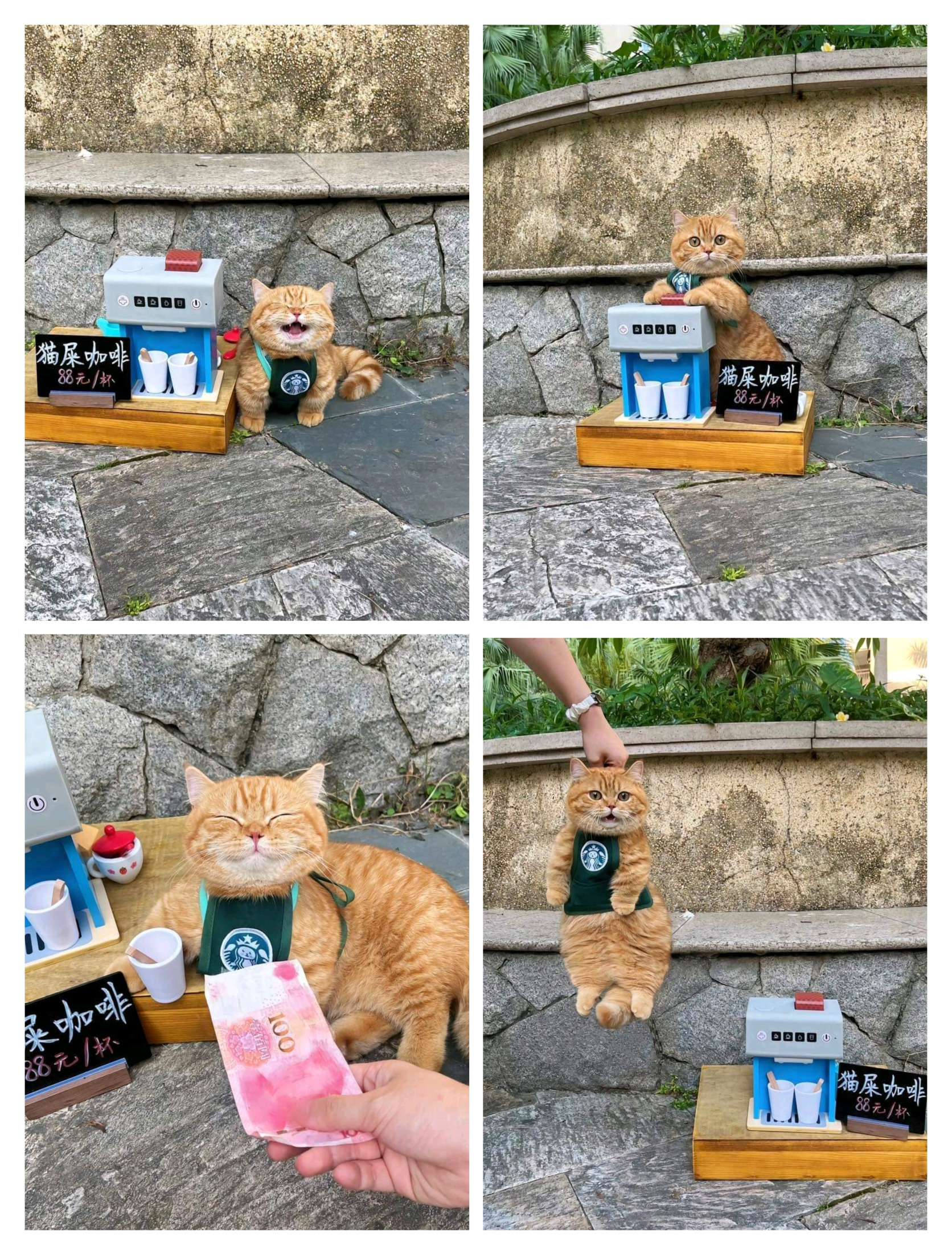 Cat selling coffee Blank Meme Template