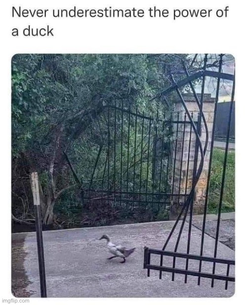 Duckpower | image tagged in duck,power,you underestimate my power | made w/ Imgflip meme maker