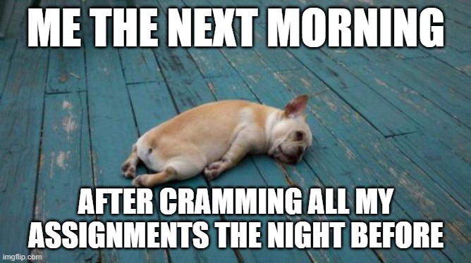 tired dog | ME THE NEXT MORNING; AFTER CRAMMING ALL MY ASSIGNMENTS THE NIGHT BEFORE | image tagged in tired dog | made w/ Imgflip meme maker
