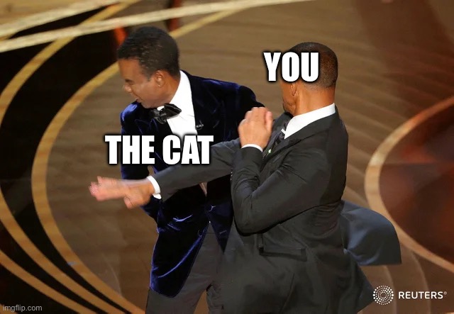 Will Smith punching Chris Rock | YOU THE CAT | image tagged in will smith punching chris rock | made w/ Imgflip meme maker