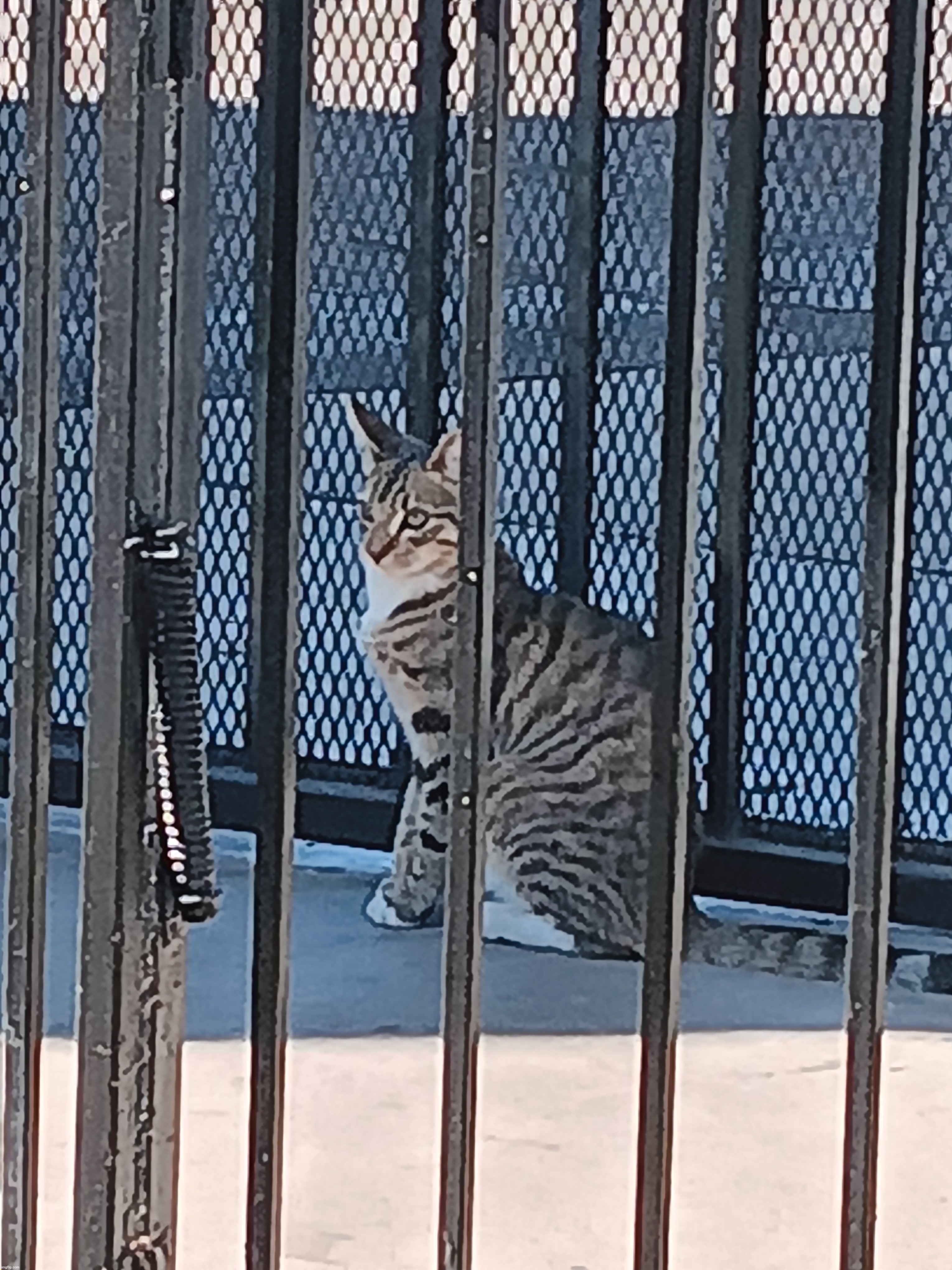 kitty i saw yesterday | made w/ Imgflip meme maker