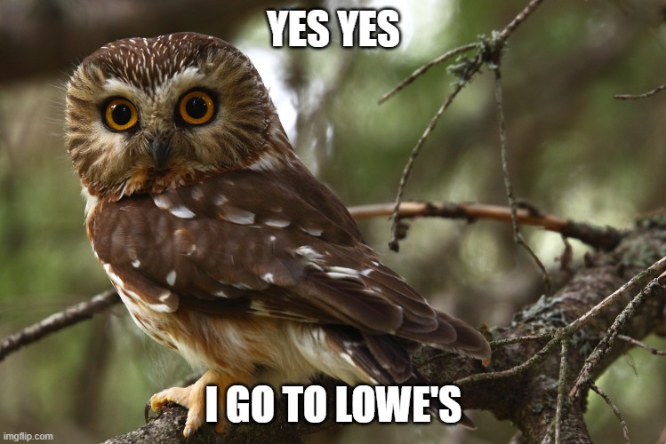 Lowe's owl | YES YES; I GO TO LOWE'S | image tagged in saw whet owl in a large tree | made w/ Imgflip meme maker