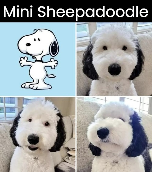 I hadn't seen this doggo before. So cute! | Mini Sheepadoodle | image tagged in dogs,snoopy | made w/ Imgflip meme maker