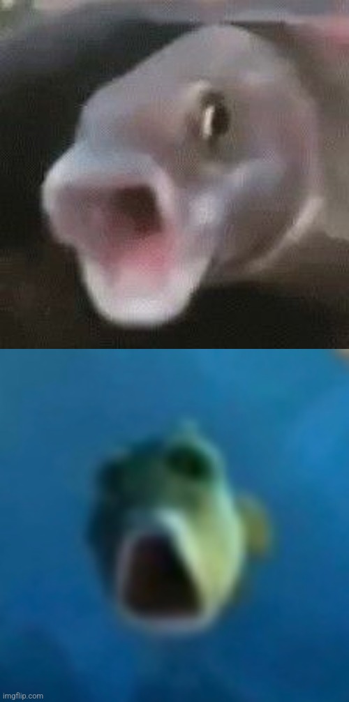 image tagged in shooketh,shocked fish | made w/ Imgflip meme maker