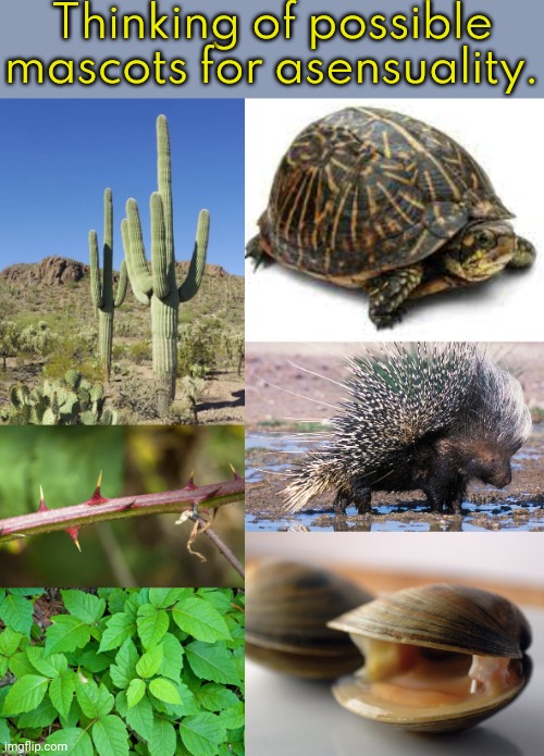 If you think of others, go ahead & comment. | Thinking of possible mascots for asensuality. | image tagged in frank the box turtle,porcupine,clams17,cactus,blackberry,poison ivy | made w/ Imgflip meme maker